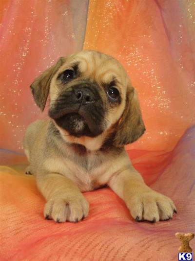Male Puggle Puppy