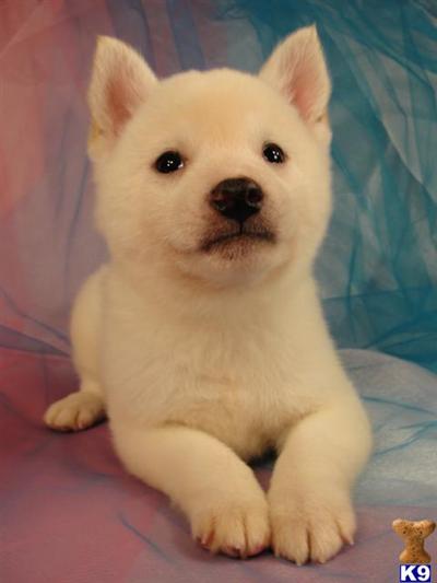 Gorgeous Male Cream/White Shiba Inu Puppy