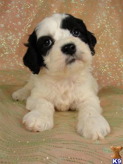 Beautiful Black and White Male Cockapoo Puppy