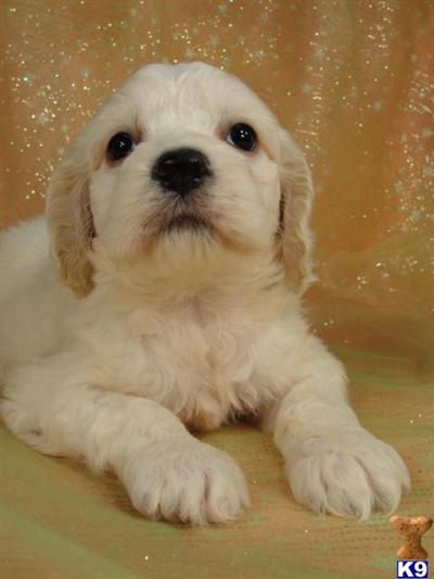 Beautiful Cream and Tan Male Cockapoo Puppy