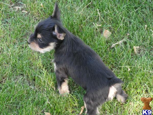 Multi Colored Male Snorkie Puppy