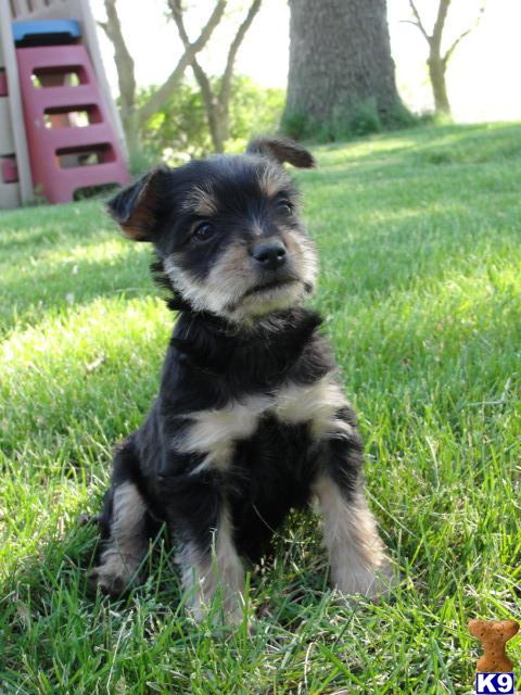 Female Snorkie Puppy
