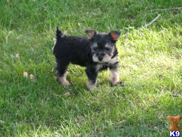 Male Snorkie Puppy