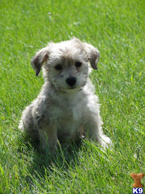 Male Schnoodle Puppy