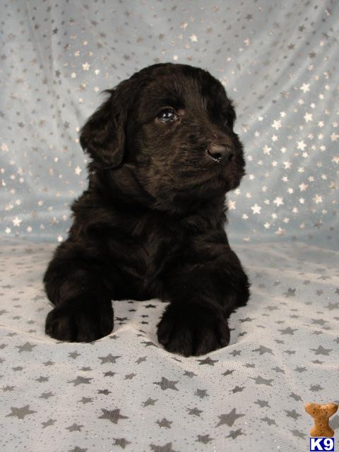 Female Giant Schnoodle Puppy