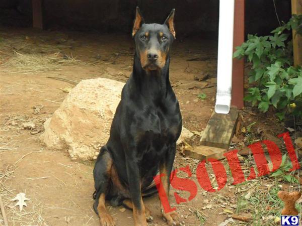 doberman puppies for sale in ga doberman puppies for sale in ga breeds picture doberman puppies for sale in ga doberman puppies for sale in ga breeds picture