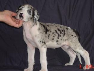 Merle Female Sarka