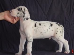 Harlequin Male Corbin