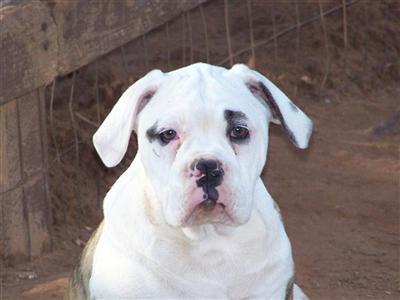 Olde English Bulldog puppy