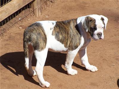 Olde English Bulldog