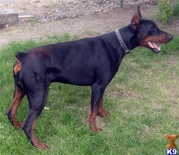 european doberman puppies for sale european doberman breeder doberman puppies for sale in san jose breeds picture european doberman puppies for sale european doberman breeder doberman puppies for sale in san jose breeds picture