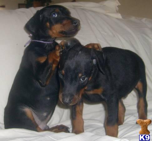 puppies for sale washington document moved puppies for sale washington document moved