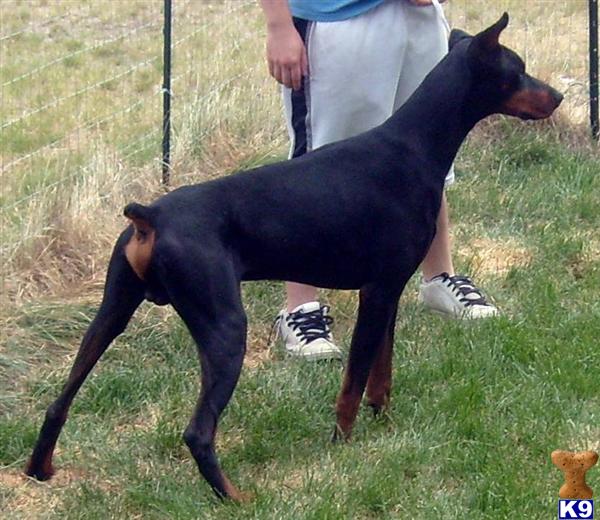 doberman puppies for sale in washington puppies for sale akc registered doberman puppies for sale rachael edwards doberman puppies for sale in washington puppies for sale akc registered doberman puppies for sale rachael edwards