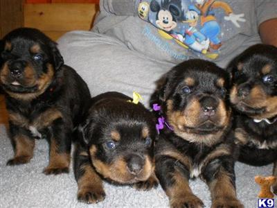 Von Braun Rottweilers