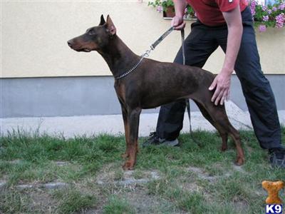 working dog for sale