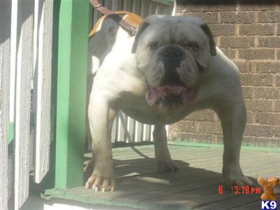 OLDES ENGLISH BULLDOGS WITH BULLY  BACKGROUND