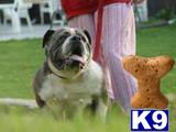olde english bulldogs with body and wrinkles 
