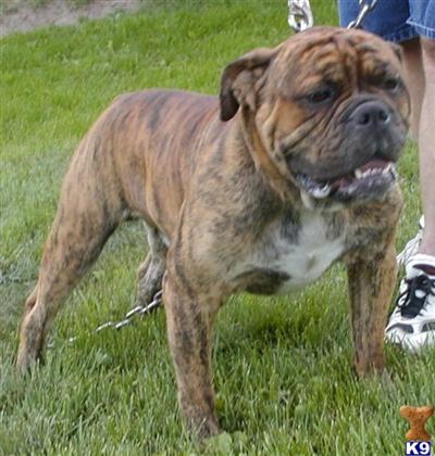 Olde English Bulldogge Puppies Due January 12th