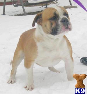 Olde English Bulldogge Puppies Due Mid April