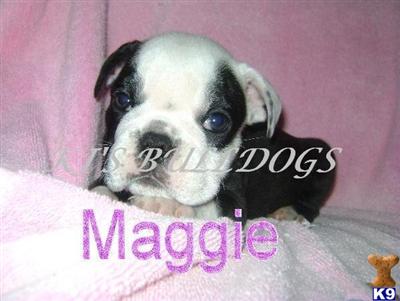 BLACK ENGLISH BULLDOG AKC