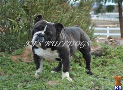 Diesel Reverse BLACK Brindle English Bulldog