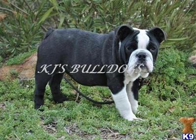 BLACK ENGLISH BULLDOG AKC