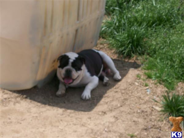 Olde English Bulldog on Marylands Eastern Shore