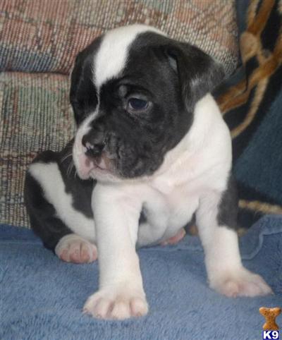 Stocky Male Puppy Olde English Bulldogge Puppies from bullmasterkenn