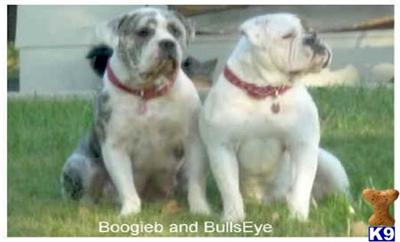 Olde English Bulldogge Puppies from bullmasterkenn