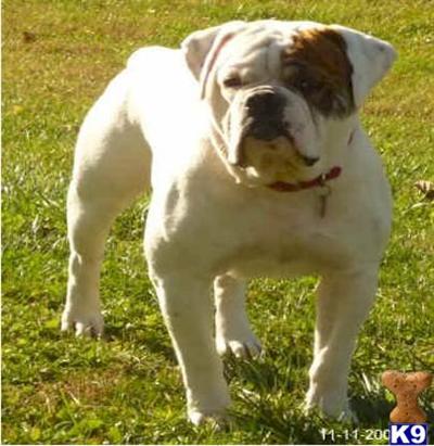 bulldog puppies for sale in missouri document moved bulldog puppies for sale in missouri document moved