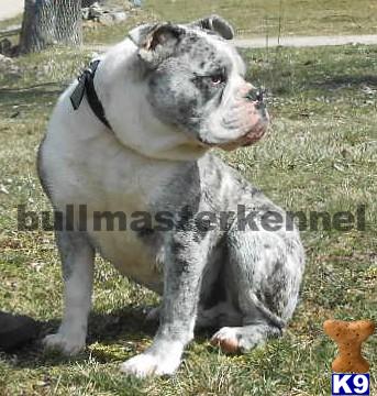 SOLD - CLICK TO SEE NEW VIDEO 3/17/13  EXOTIC Blue Olde engliish bulldogge puppy from bullmasterkennel.com