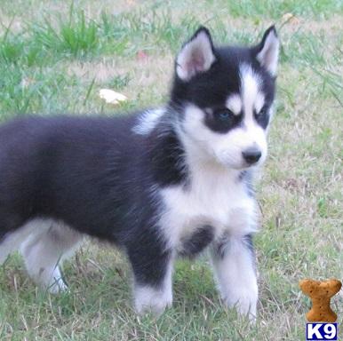 husky puppies for sale in mo document moved husky puppies for sale in mo document moved