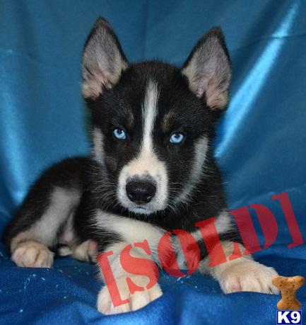 AKC Zeke
