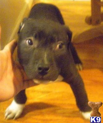 AMERICAN PITBULL BULLIES