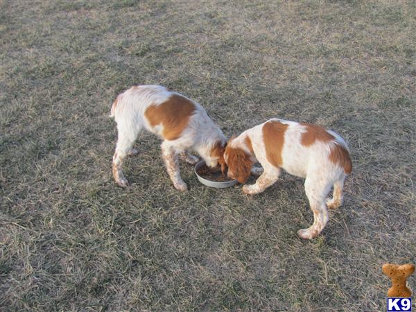 100 percent-  French Brittany Pups-Started