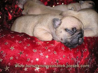 FRENCH BULLDOG AKC PUPPIES FOR SALE