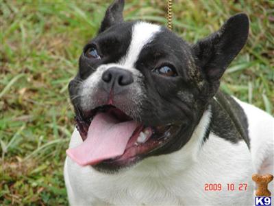AKC Champion Grandsired Lexi