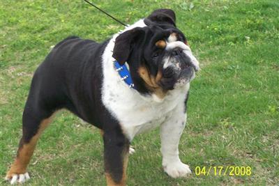 RAMBO ENGLISH BULLDOG STUD