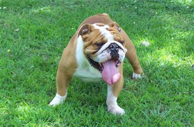 ENGLISH BULLDOG STUD HARRY POTTER