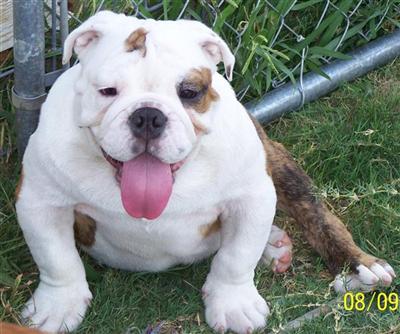Tazer