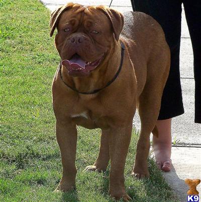 AKC Dogue de Bordeaux Male 5 weeks