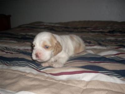 Cocker Spaniel Puppies 