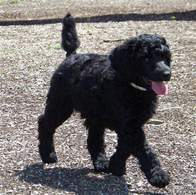 standard poodle pups 