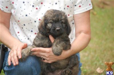 RARE Brindle English Teddy Bear Goldendoodle