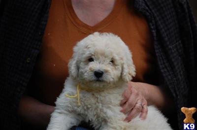 Gorgeous Goldendoodle Boy