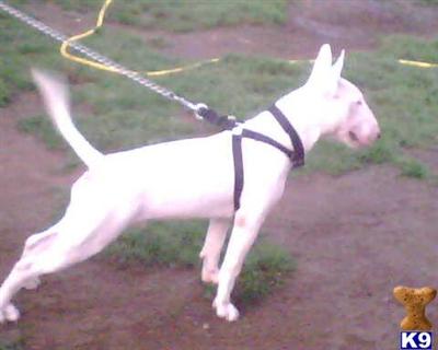 Romeo Adien