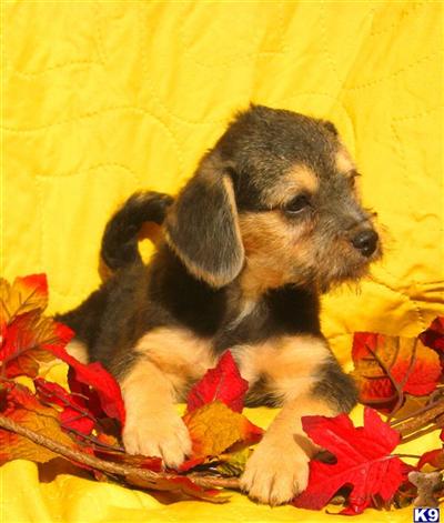 PugglePoo 3