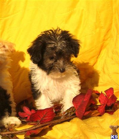 MalSchPoo M2