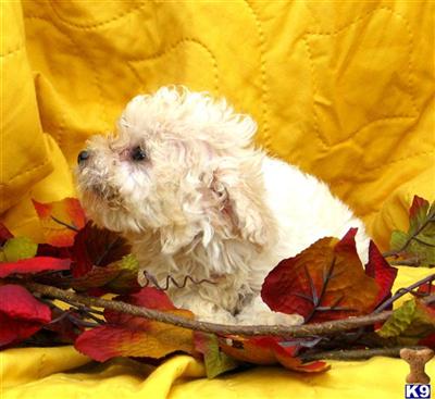 Cavachon X Shiranian Female