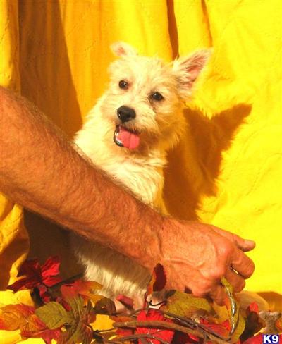 Westie X Boy4